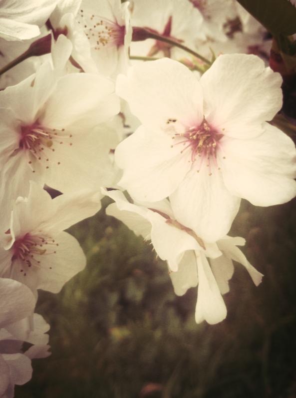 733889 10151364478517951 1485752984 n